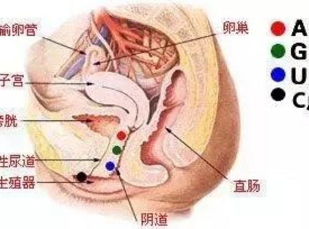 女生的4个GC点位，你知道几个？