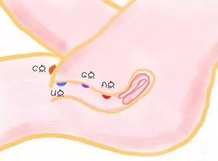 女生的敏感点不只有G点，还有C、U、A点！