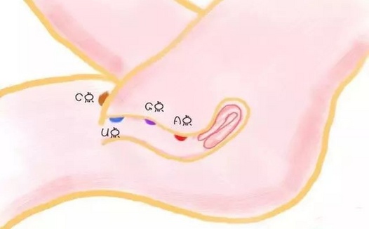 女生的敏感点不只有G点,还有C、U、A点!