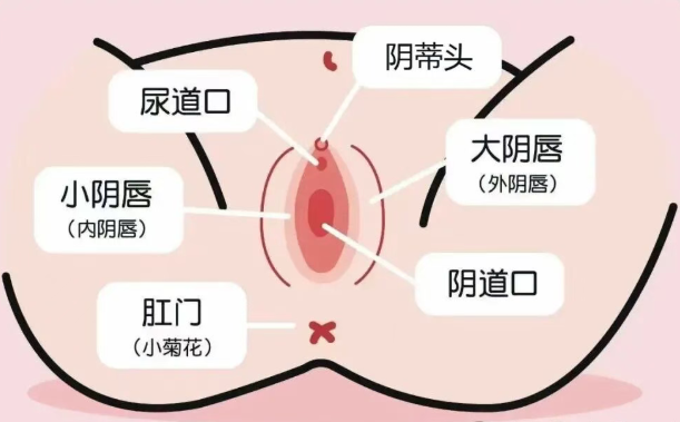 女生怎么夹腿才能有快感?(含实操指南)