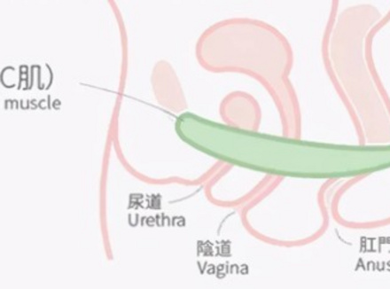 为什么说练盆底肌都是很厉害的女人