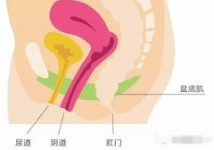 女人练深蹲会变紧吗