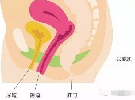 女人练深蹲会变紧吗
