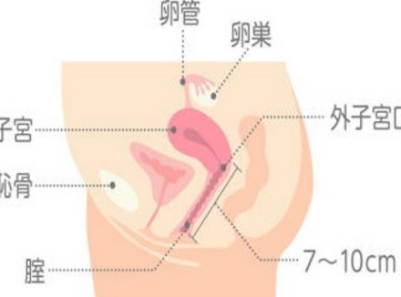 女人能接受20公分长度吗