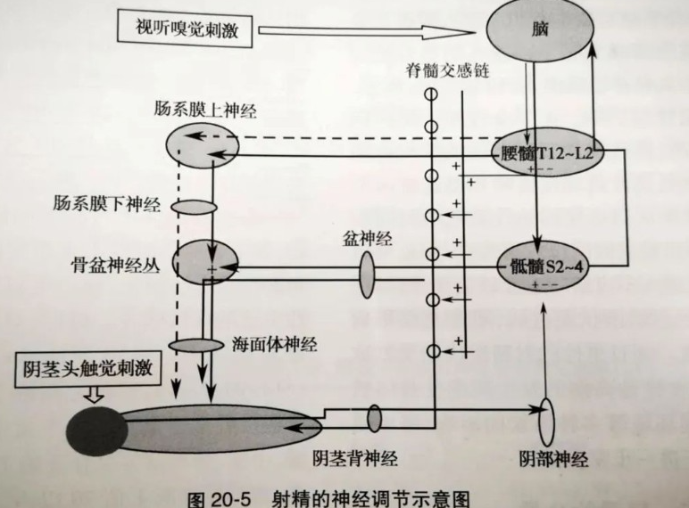 做时间的主人,男性延时核心(延时训练理论篇)