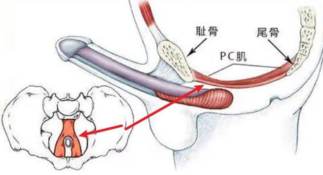 教你一招延长40分钟：科学延时训练实操指南！