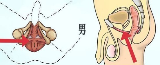 pc肌锻炼真的可以提高性功能