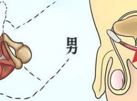 pc肌锻炼真的可以提高性功能