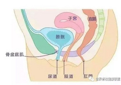 关乎着性生活的和谐，它们叫做盆底肌