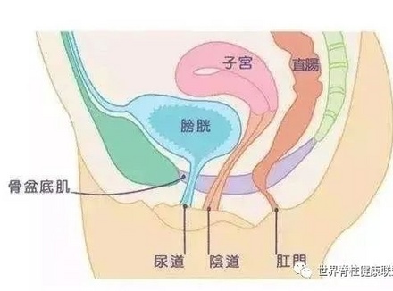 关乎着性生活的和谐，它们叫做盆底肌