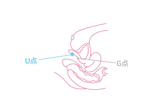 女人的A点U点G点什么意思
