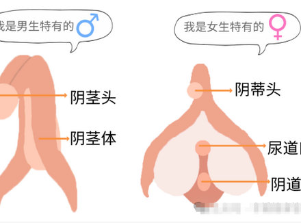 男生排尿射精共用通道，女生却各司其职