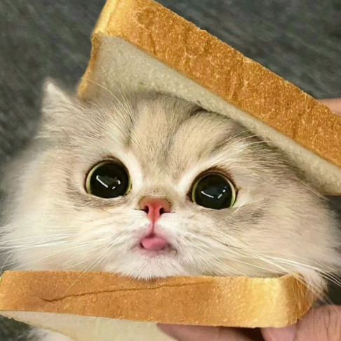 心碎小猫
