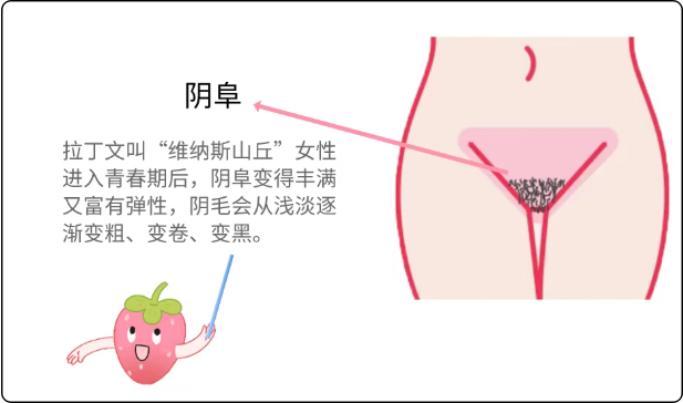 女生私处的秘密，你都知道吗？