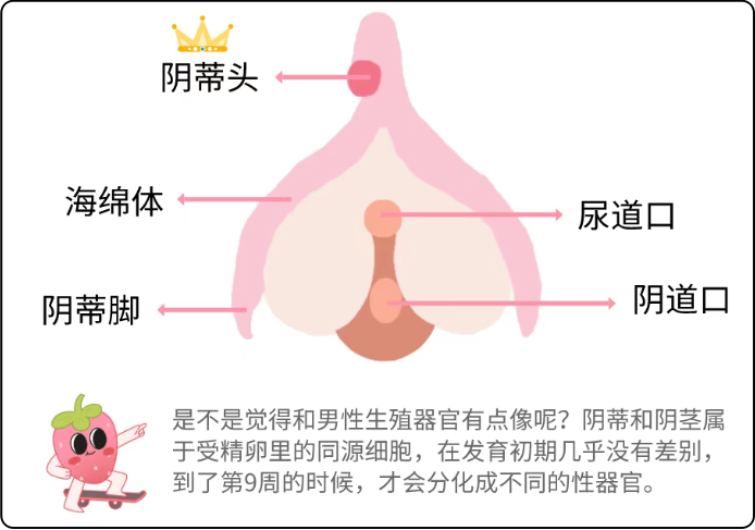 女生私处的秘密，你都知道吗？