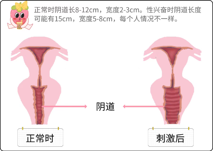 女生私处的秘密，你都知道吗？