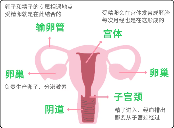 女生私处的秘密，你都知道吗？
