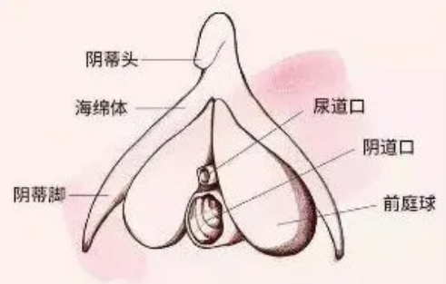 每天揉豆豆对身体有什么影响