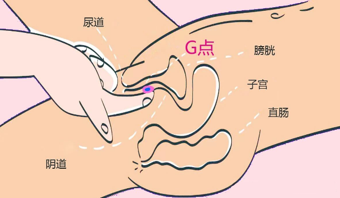 我自己玩跳蛋没感觉,玩具入体没有快感
