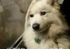 购买飞机杯时需要注意的点有哪些呢？专业老司机告诉你选购飞机杯要点