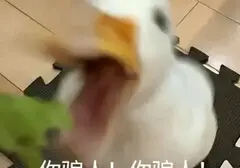 飞机杯居然有这么好吗？使用飞机杯后让我彻底忘记五指姑凉