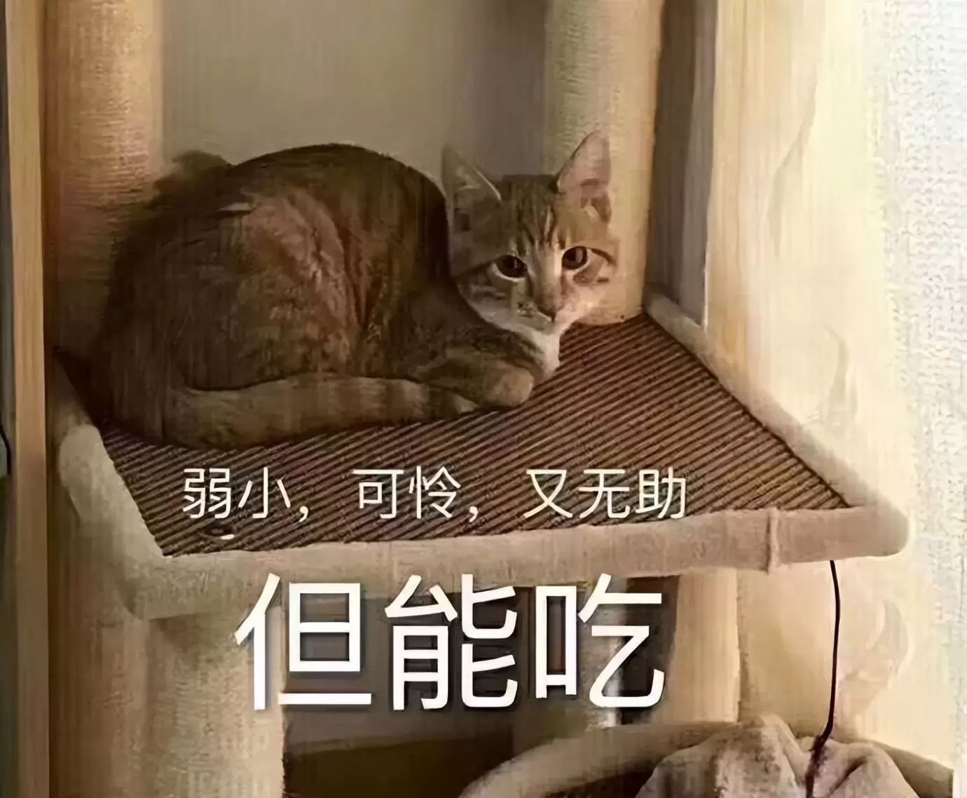 秒男可以用飞机杯锻炼吗？使用飞机杯后从秒男到持久战斗我经历了什么