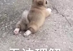 女友送我飞机杯是不是觉得我没用？女朋友给我送飞机杯我是不是被羞辱了