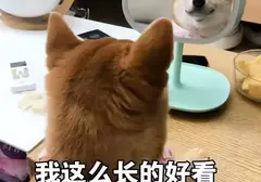 价格参差不齐的飞机杯该如何挑选适合自己的？老司机分享选好飞机杯品牌