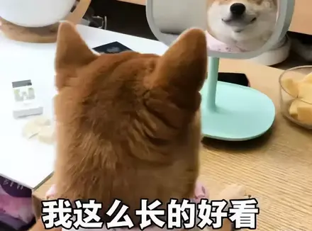 价格参差不齐的飞机杯该如何挑选适合自己的？老司机分享选好飞机杯品牌