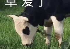 飞机杯的玩法技巧有哪些？科普四个你绝对想知道飞机杯玩法技巧分享