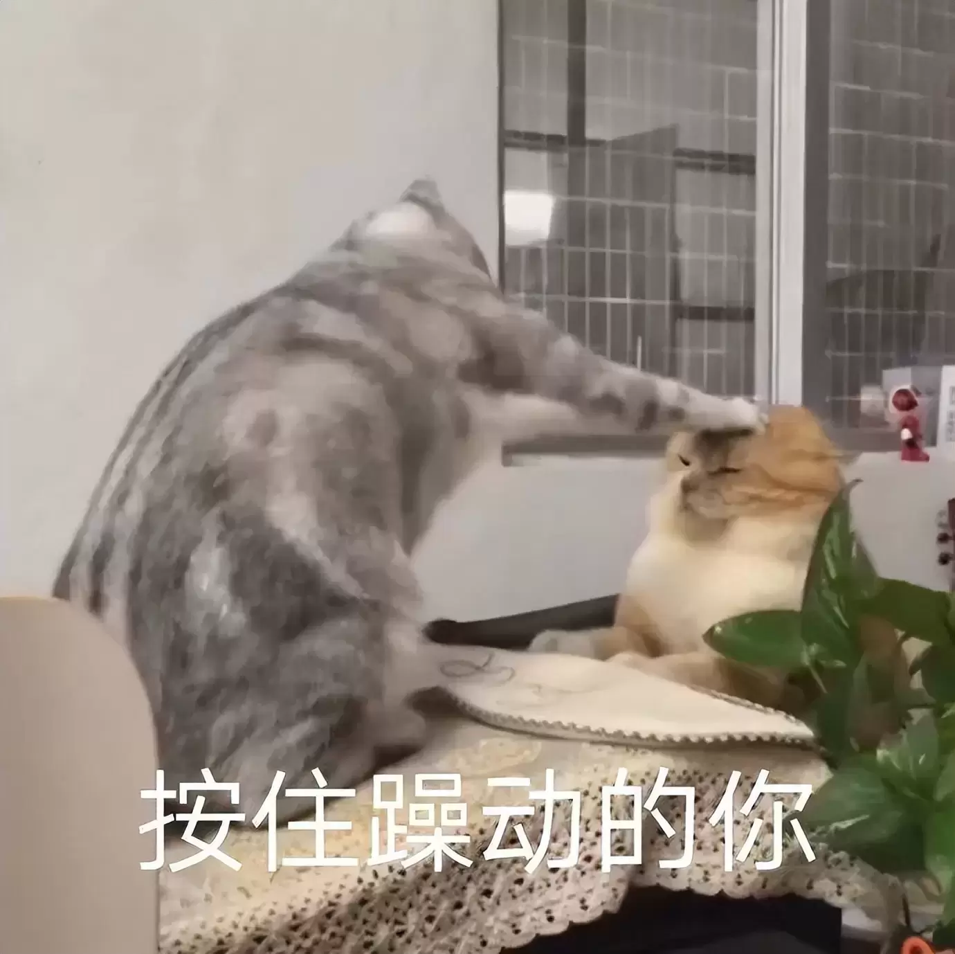 怎么样才算是正确的使用飞机杯（给大家科普一些飞机杯的小知识）