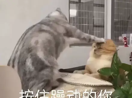 怎么样才算是正确的使用飞机杯（给大家科普一些飞机杯的小知识）