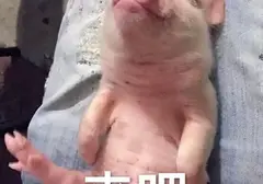 黑洞全自动加热飞机杯好用吗（网易春风黑洞变速伸缩飞机杯评测）