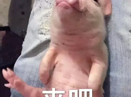 黑洞全自动加热飞机杯好用吗（网易春风黑洞变速伸缩飞机杯评测）