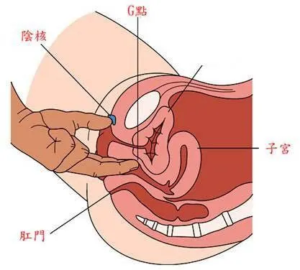先来了解下女性的阴道