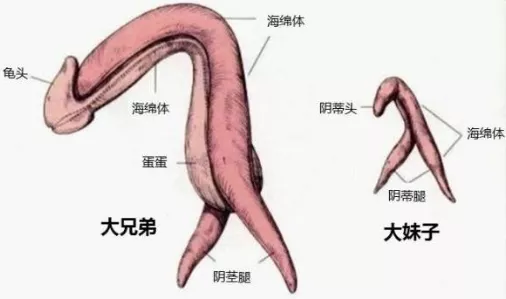 性腺属于同源器官