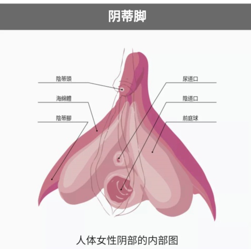 人体女性阴部的内部图