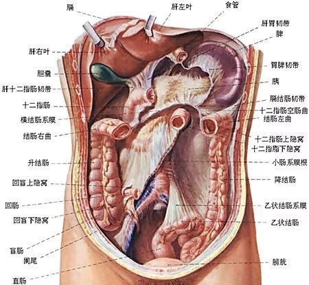 腹部解剖图