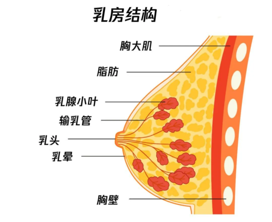 女人的胸VS男人的胸