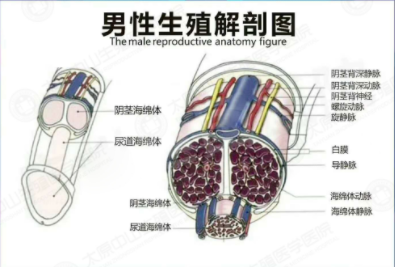 男生的丁丁为什么有的直有的弯