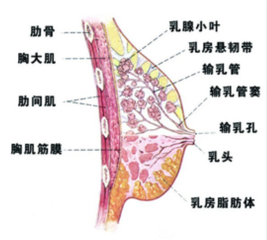 乳房长什么样