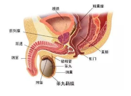 什么是前列腺