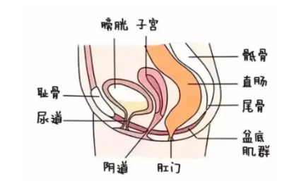 女性尿道