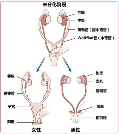 胚胎發(fā)育后期