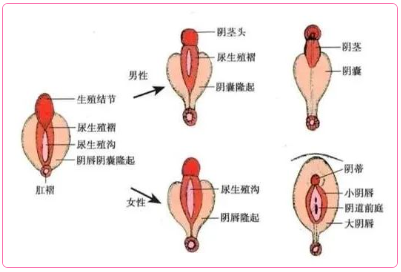 閉合起來(lái)的yin道