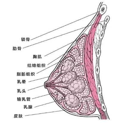 胸部的大小由什么決定
