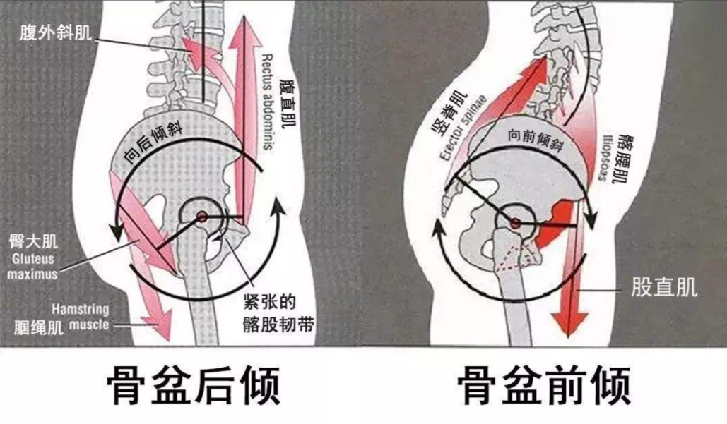 骨盆后倾发力