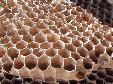 蜂房的功效与作用 蜂房的营养价值