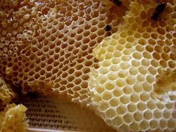 蜂房的功效与作用 蜂房的营养价值